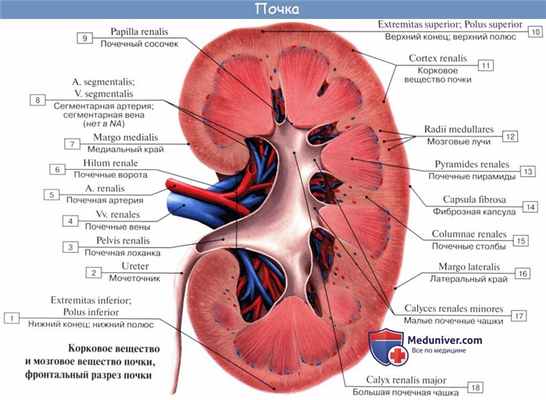 Анатомия: Почечная лоханка. Почечные чашки