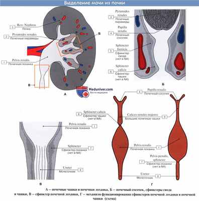 Анатомия: Почечная лоханка. Почечные чашки