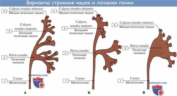 Анатомия: Почечная лоханка. Почечные чашки