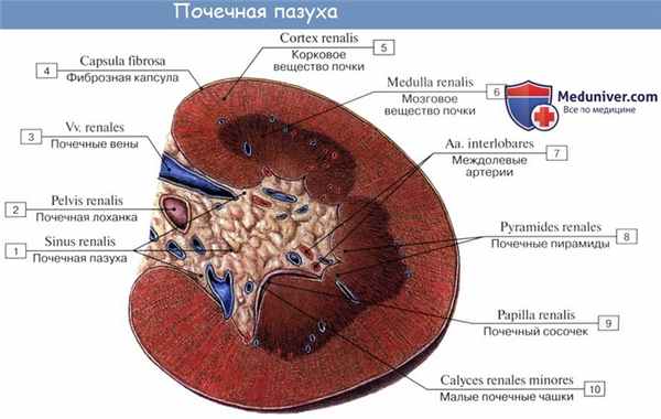 Анатомия: Почечная лоханка. Почечные чашки
