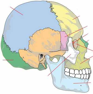 Решётчатая кость черепа. Парные и непарные кости черепа