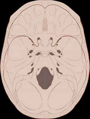 Наружное основание черепа человека