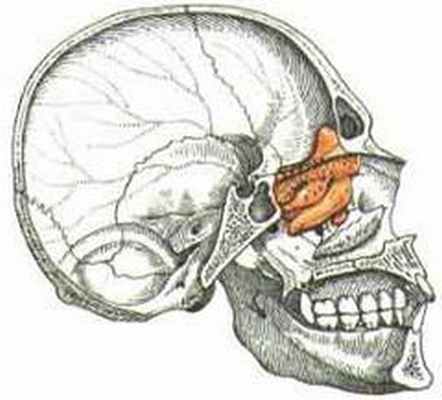 Решетчатая кость: строение 