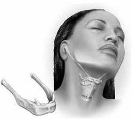 подъязычная кость 