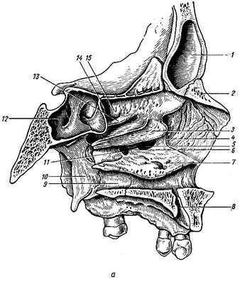 Рис. 121. Латеральная стенка носа. а - латеральная стенка носа с раковинами; б - латеральная стенка носа после удаления раковин. а: 1 - лобная пазуха; 2 - носовая кость; 3 - средняя носовая раковина; 4 - слезный отросток нижней носовой раковины; 5 - передний родничок; 6 - решетчатый отросток нижней носовой раковины; 7 - нижняя носовая раковина; 8 - резцовый канал; 9 - небная кость; 10 - крыловидный отросток; 11 - задний родничок; 12 - клиновидная пазуха; 13 - верхняя носовая раковина; 14 - клиновидно-решетчатое углубление; 15 - самая верхняя носовая раковина (непостоянная); б: 1 - полулунная расщелина; 2 - крючкообразный отросток решетчатой кости; 3 - слезный отросток нижней носовой раковины; 4 - передний родничок; 5 - задний родничок; 6 - клиновидная пазуха; 7 - решетчатая воронка; 8 - решетчатый пузырек
