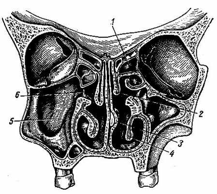 Рис. 122. Фронтальный срез через носовую полость. 1 - ячейки решетчатого лабиринта; 2 - средняя носовая раковина; 3 - носовая перегородка; 4 - нижняя носовая раковина; 5 - верхнечелюстная пазуха; 6 - отверстие верхнечелюстной пазухи