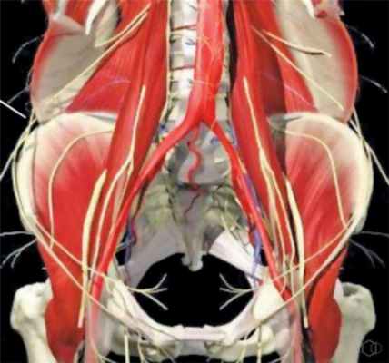 Подвздошно-паховый нерв: симптомы и терапия защемления