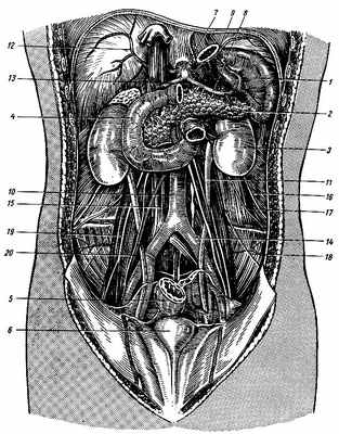 Рис. 115. Органы брюшной полости. 1 - селезенка; 2 - поджелудочная железа; 3 - левая почка; 4 - двенадцатиперстная кишка; 5 - прямая кишка; 6 - мочевой пузырь; 7 - чревный ствол; 8 - селезеночная артерия; 9 - левая нижняя диафрагмальная артерия; 10 - брюшная аорта; 11 - левый мочеточник; 12 - правая нижняя диафрагмальная артерия; 13 - общая печеночная артерия; 14 - левая общая подвздошная артерия; 15 - нижняя полая вена; 16 - подвздошно-подчревный нерв; 17 - подвздошно-паховый нерв; 18 - наружный кожный нерв бедра; 19 - полово-бедренный нерв; 20 - яичковая артерия