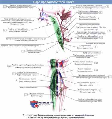 Анатомия: Внутреннее строение продолговатого мозга. Ядра серого вещества: ядро оливы, nucleus olivaris, ретикулярная формация, formatio reticularis