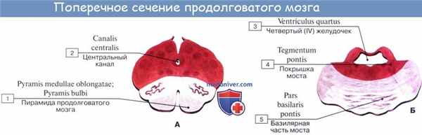 Анатомия: Ромбовидный мозг. Продолговатый мозг, myelencephalon, medulla oblongata