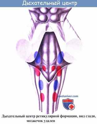 Анатомия: Внутреннее строение продолговатого мозга. Ядра серого вещества: ядро оливы, nucleus olivaris, ретикулярная формация, formatio reticularis