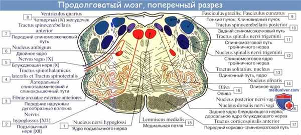 Анатомия: Внутреннее строение продолговатого мозга. Ядра серого вещества: ядро оливы, nucleus olivaris, ретикулярная формация, formatio reticularis