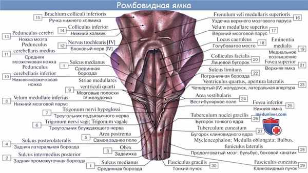 Анатомия: Внутреннее строение продолговатого мозга. Ядра серого вещества: ядро оливы, nucleus olivaris, ретикулярная формация, formatio reticularis