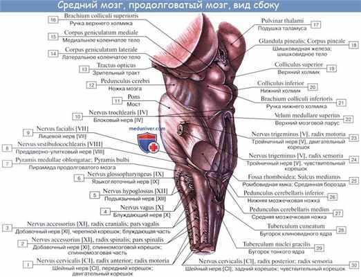 Анатомия: Ромбовидный мозг. Продолговатый мозг, myelencephalon, medulla oblongata