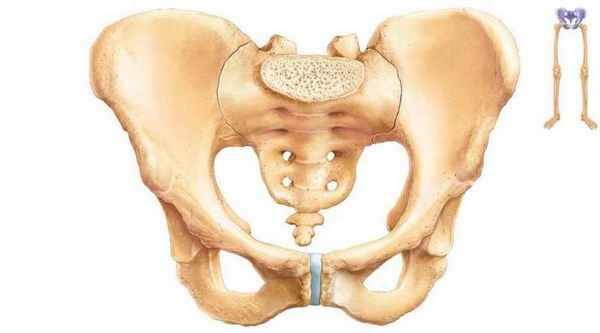 бедренная кость анатомия