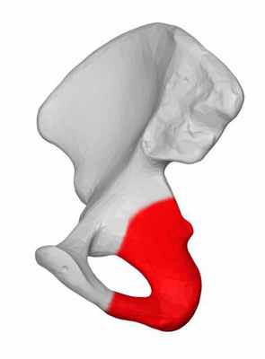 седалищная кость таза