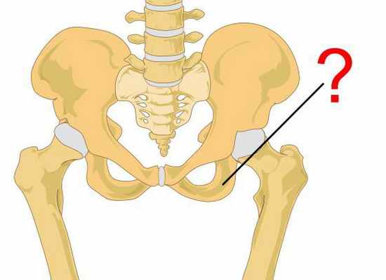 седалищная кость