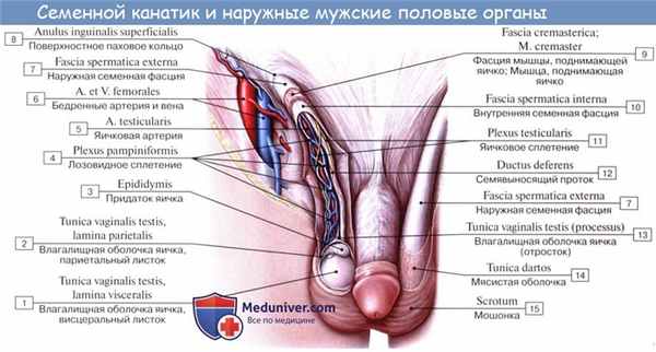 Анатомия: Семенной канатик. Опускание яичка