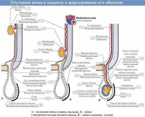 Анатомия: Семенной канатик. Опускание яичка