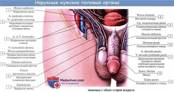 Анатомия: Семенной канатик. Опускание яичка