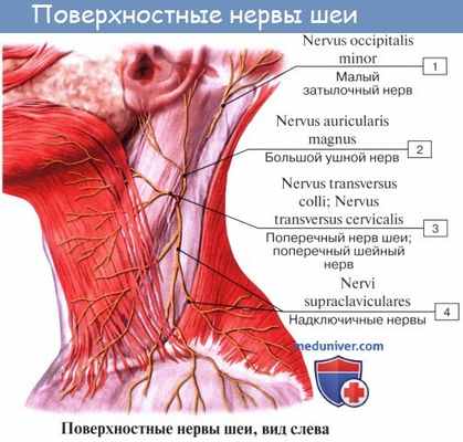 Анатомия: Шейное сплетение, plexus cervicalis и его ветви