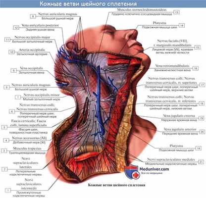 Анатомия: Шейное сплетение, plexus cervicalis и его ветви