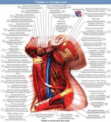 Анатомия: Шейное сплетение, plexus cervicalis и его ветви