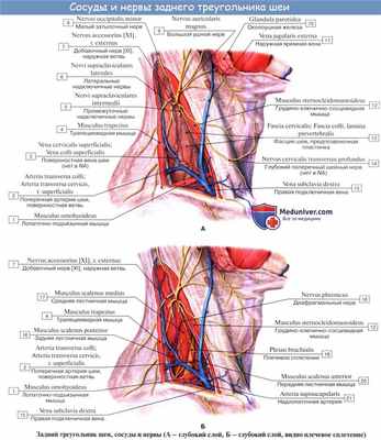 Анатомия: Шейное сплетение, plexus cervicalis и его ветви