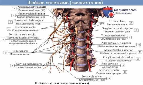 Анатомия: Шейное сплетение, plexus cervicalis и его ветви