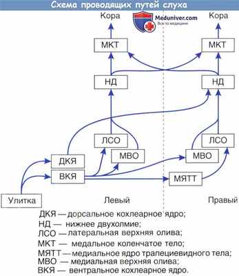 Схема проводящих путей слуха