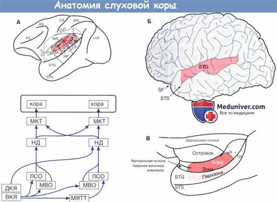 Анатомия слуховой коры