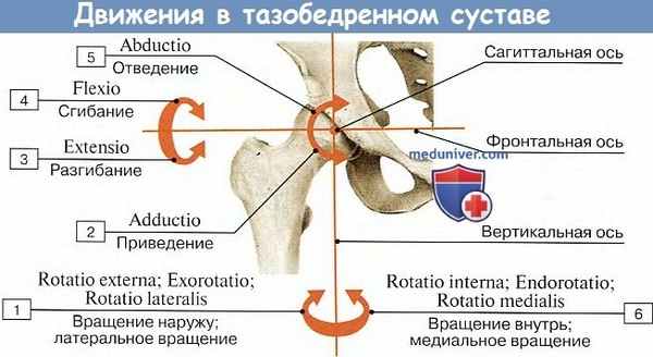 Движения в тазобедренном суставе