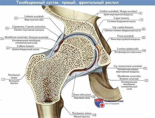 Анатомия: Тазобедренный сустав
