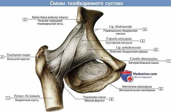 Анатомия: Связки тазобедренного сустава