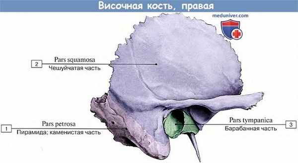Анатомия: Височная кость