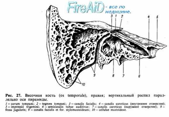 Анатомия: Височная кость.