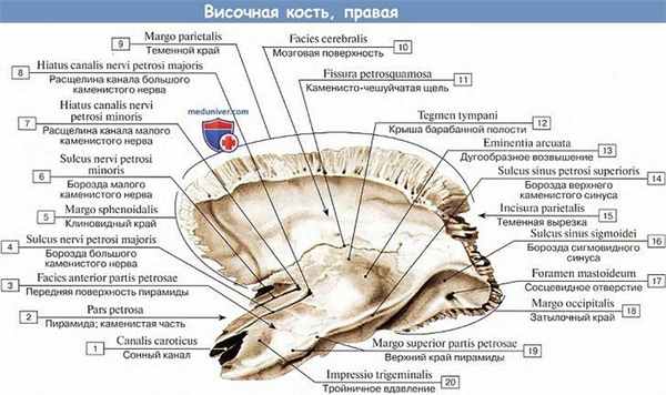 Анатомия: Височная кость
