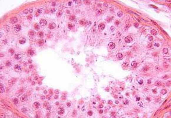 Клетка Сертоли (сустентоцит): функции