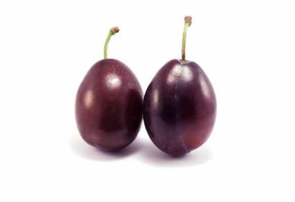 яичко анатомия человека 