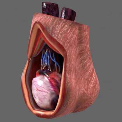 строение яичка анатомия 