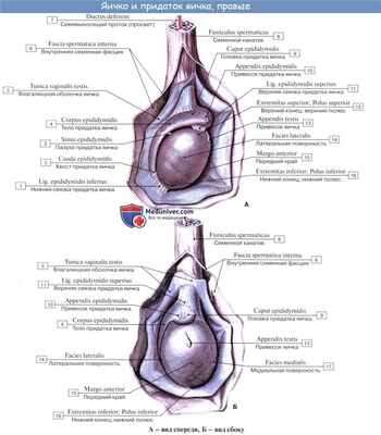 Анатомия яичка