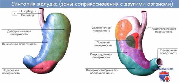 Анатомия : Желудок. Топография желудка