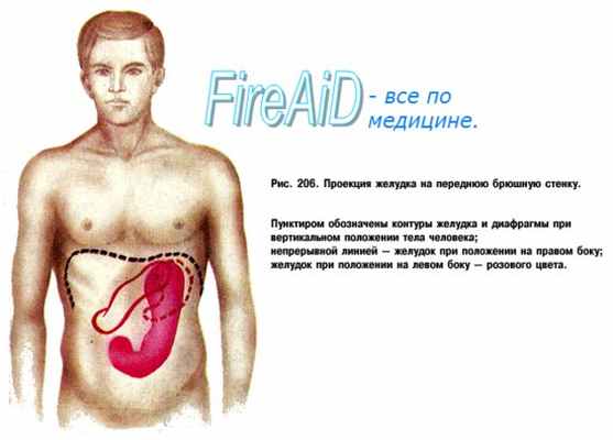 Желудок. Топография желудка.