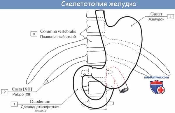 Анатомия : Желудок. Топография желудка