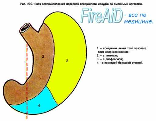 Желудок. Топография желудка.