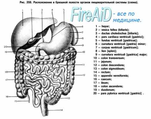 Желудок. Топография желудка.