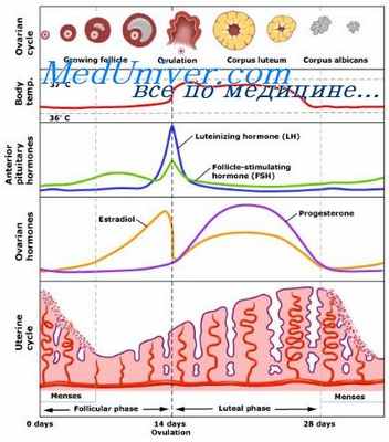 менструация