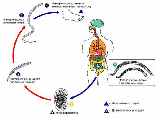  Жизненный цикл человеческих аскарид