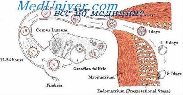 сверхоплодотворение
