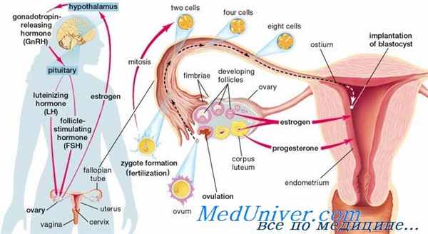 ановуляция
